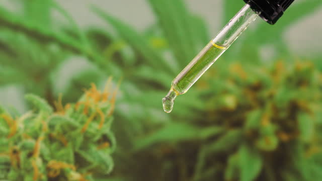Understanding CBD and Brain Function