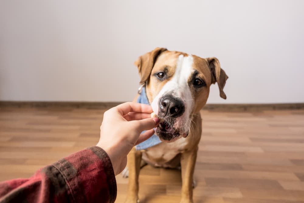 The Role of CBD Oil in Managing Your Pet’s Stress and Behavior Issues