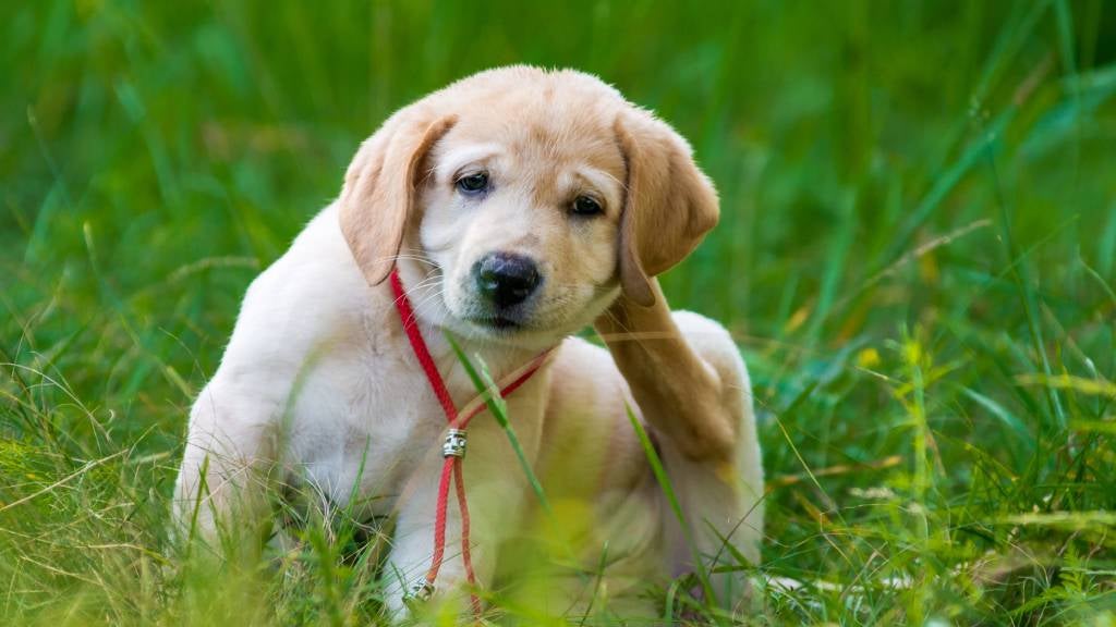 What is CBD Oil for Pets