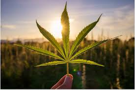 CBD Oil for immune system