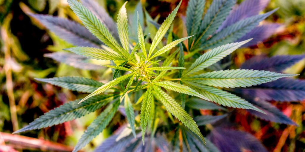 CBD for immune system